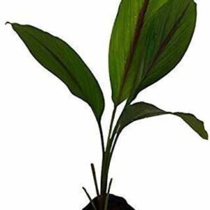 Aclipastal Turmeric Plant